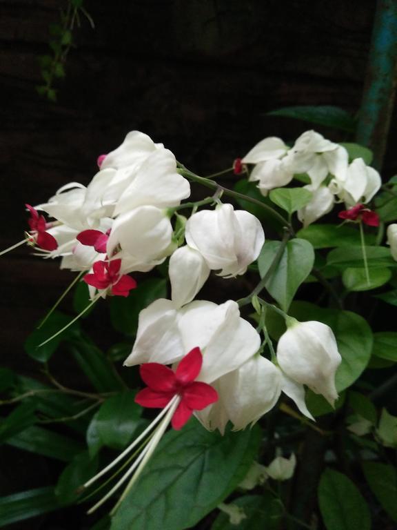 Phu Quoc An Guesthouse מראה חיצוני תמונה
