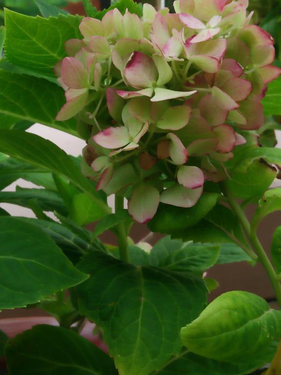 Phu Quoc An Guesthouse מראה חיצוני תמונה